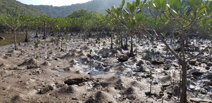 Invertebrate animals influence many ecological functions of mangrove forests, like the change in surface topography caused by the mounds of burrowing crustaceans at Sam A Chung, located in the northeastern part of Hong Kong. (Photo credit: Joe S Y Lee)